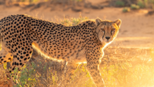 8 cheetahs to be brought from Africa to Madhya Pradesh's Kuno National Park