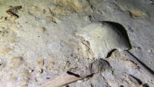 A Prehistoric Skeleton Found In The Cave