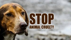 Animal cruelty on rise but NO JUSTICE for the voiceless: 1000 Heartbreaking realities! animal cruelty, animal rights, humanitarian, social cause