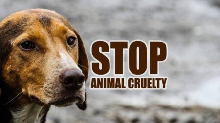 animal cruelty, animal rights, humanitarian, social cause