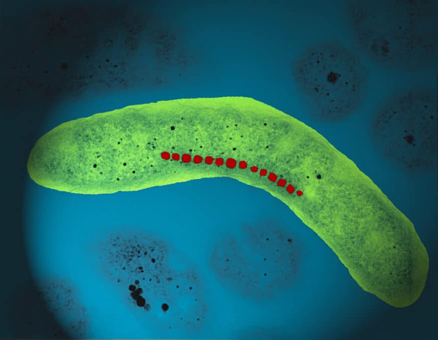 Cancer treatment using magnetic bacteria