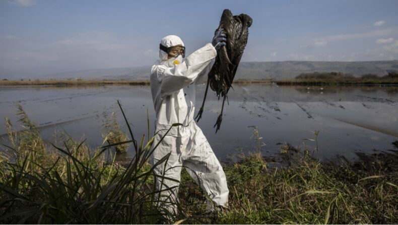 Bird flu hits Europe and UK: Millions of Birds Culled