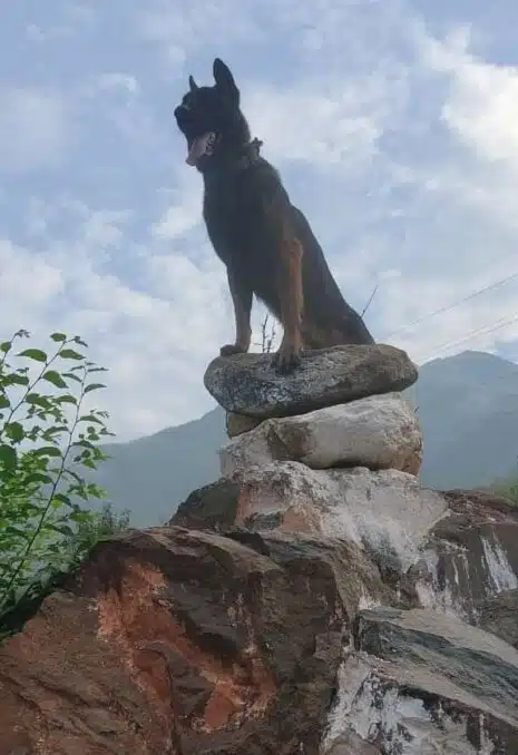 Zoom, The Courageous Dog, martyrs for the nation - Asiana Times
