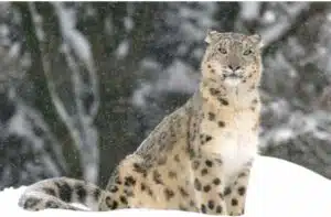 Number Of Snow Leopards Rise In Uttarakhand - Asiana Times