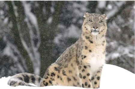 Number Of Snow Leopards Rise In Uttarakhand - Asiana Times