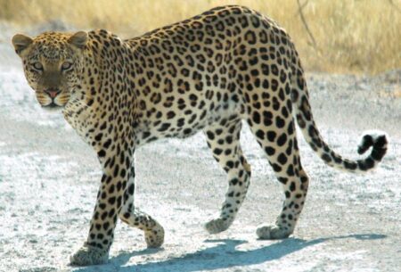 Toddler In Mumbai Killed In Leopard Attack In Aarey Colony￼ - Asiana Times
