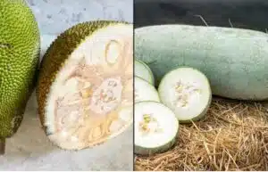 Green Jackfruit and White pumpkin