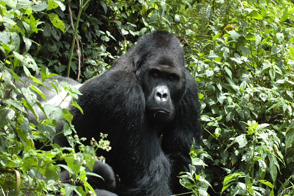 Eastern lowland gorilla
