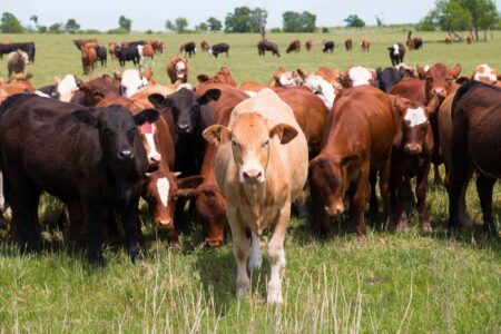 Climate change mitigation is greatly aided by grazing animals