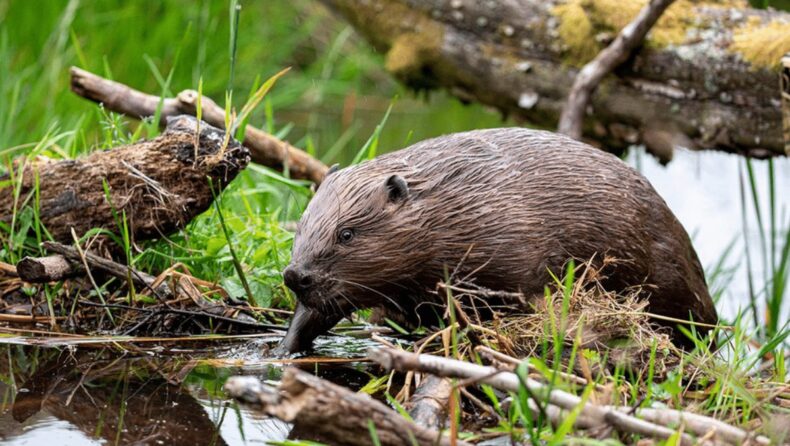 Eurasian Beaver is legally protected in England now
