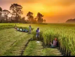 The government hikes the Minimum support price for various crops - A sigh of relief for the farmers 2022 - Asiana Times