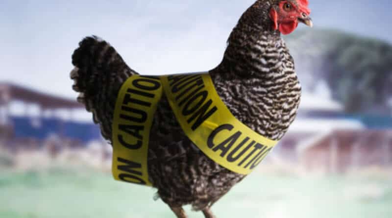 bird flu (Image Source - padhamhealthnews.com