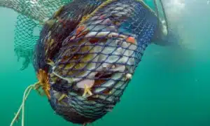 Fishing net never stop fishing at Ocean