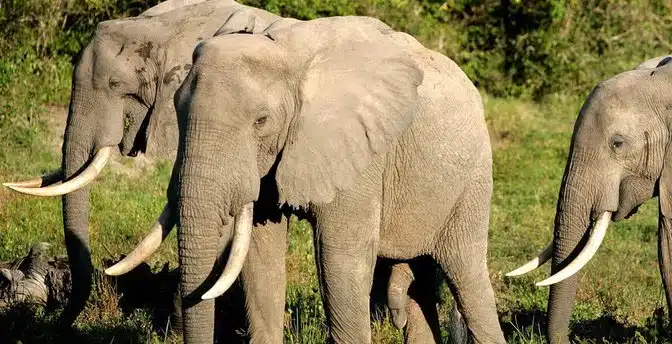 African forest elephant | Sumatran elephant