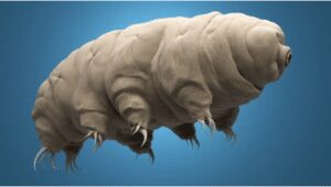 Tardigrades survives to their maturity even when frozen