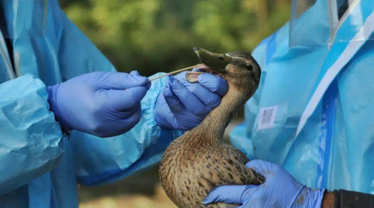 Bird Flu (H1N8) Outbreak Confirmed At Alappuzha In Kerala