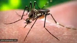 dengue