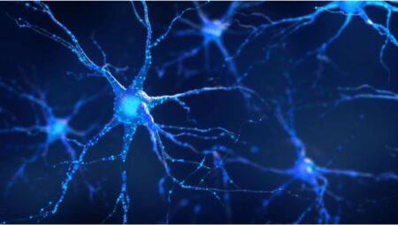 Super neurons found in SuperAgers brain enhances memory.