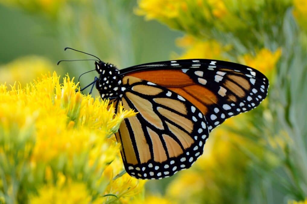 Migratory monarch butterfly is under endangered list