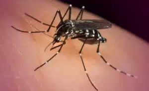 dengue-and-its-prevention