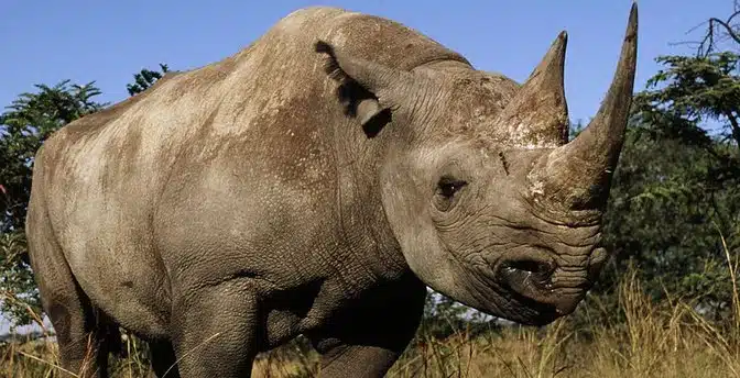 horned Rhinoceros