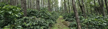 A brewing crisis in the Indian coffee industry - Asiana Times