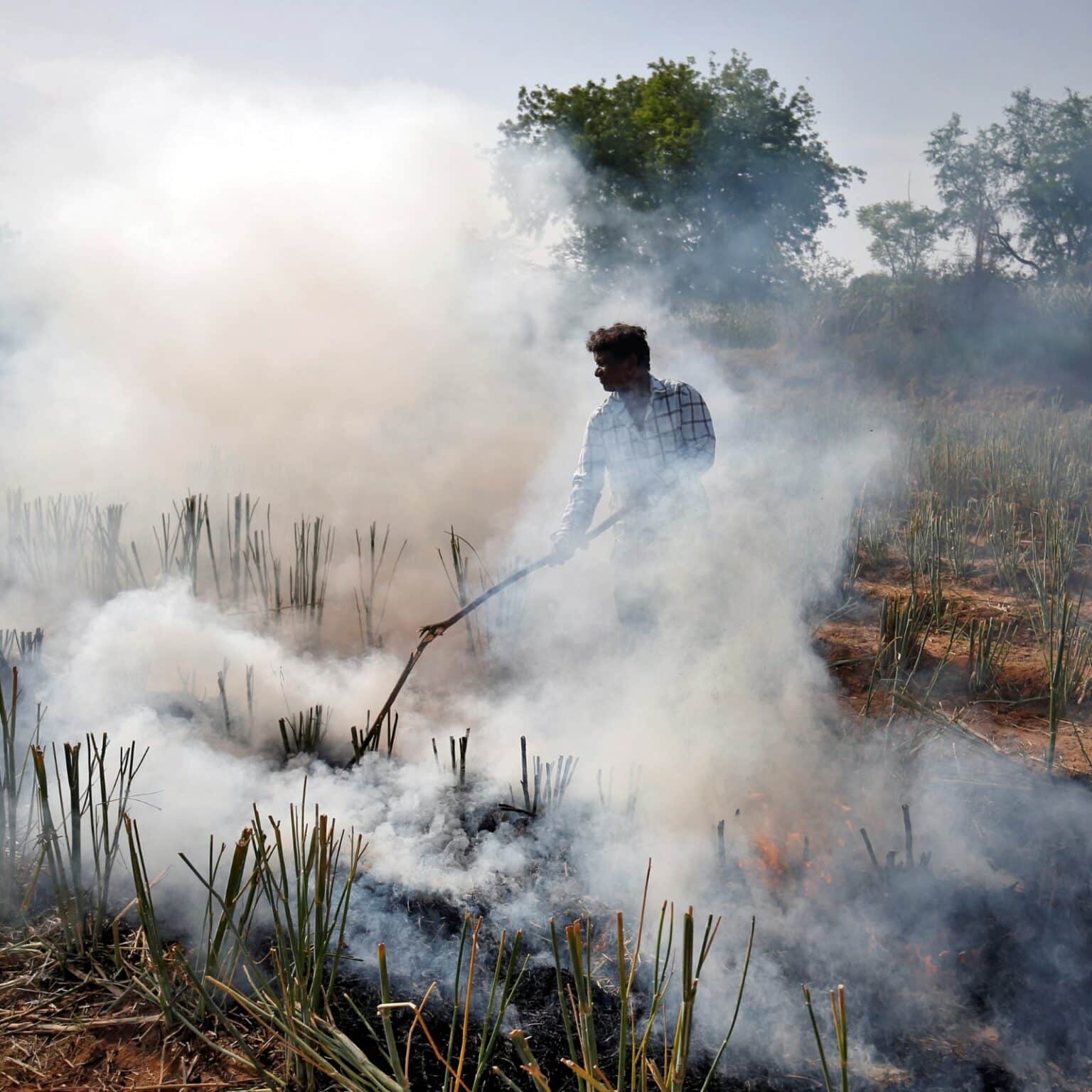 Stubble fires in Punjab may impact Delhi after October 10th Stubble fires in Punjab may impact Delhi after October 10th - Asiana Times