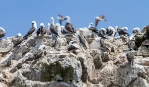 peru guano