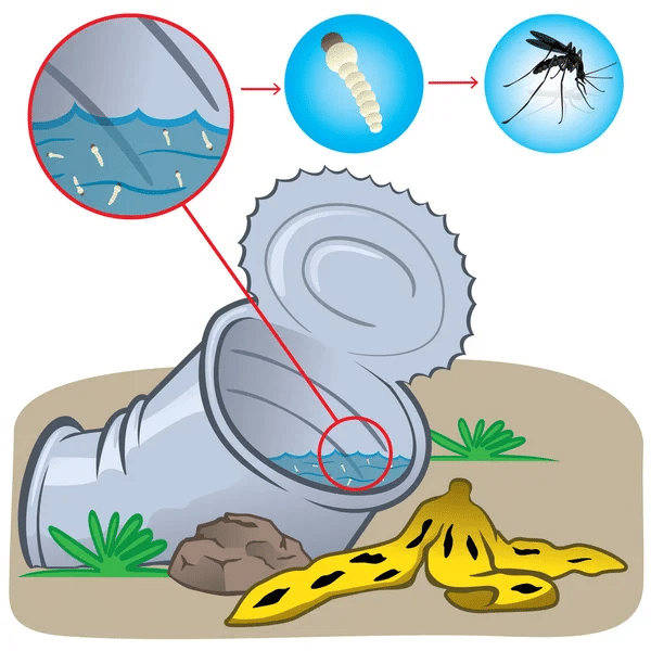 dengue or covid prevention