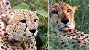 The first kill for 2 African male cheetahs who were brought to India- in Madhya Pradesh - Asiana Times