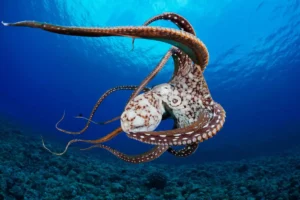 cephalopods