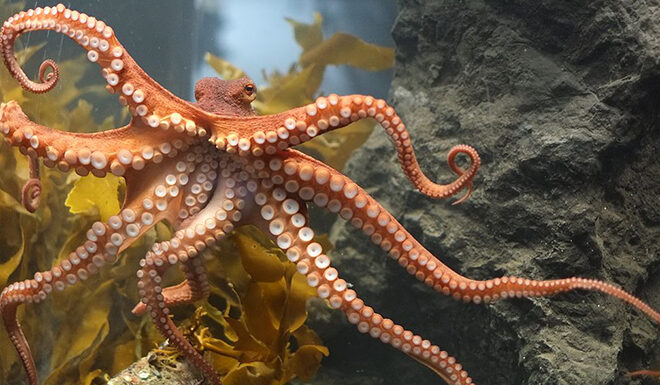 A surprising similarity between cephalopods and human brains - Asiana Times
