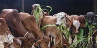 Cattle raring & Goshalas solution to stubbles & train hits