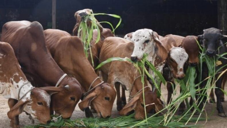 Cattle raring & Goshalas solution to stubbles & train hits