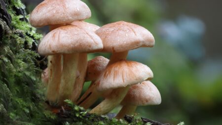 Psilocybin magic mushrooms