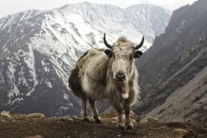 Himalayan yak gains FSSAI's food animal tag - Asiana Times