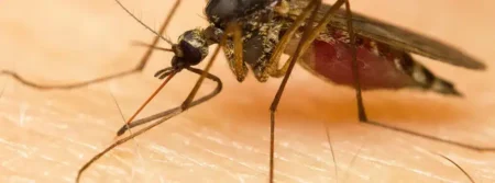 Dengue Rising In India; 60 Deaths Recorded Right Now - Asiana Times