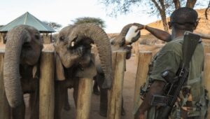 Kenya: Wildlife is withering as a result of East Africa's worst drought in 40 years