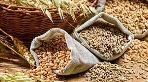 Punjab foodgrain transportation tender Scam - Asiana Times