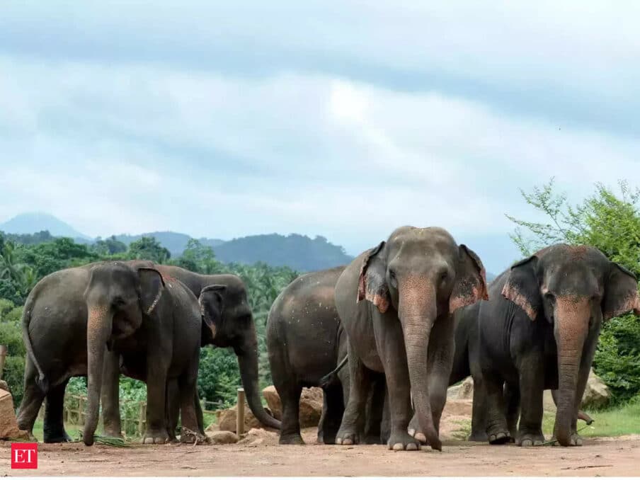 Bhubaneshwar: Elephant Enters Tranqualised