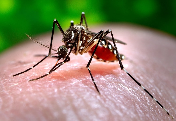 Rising dengue infections can be fatal unless detected early.