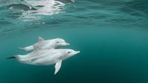 Dolphins 