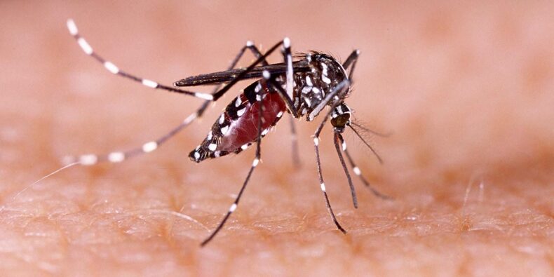 dengue, dengue fever, aedes vector, mosquito, vector borne disease, dengue in india, ELISA test, rapid test