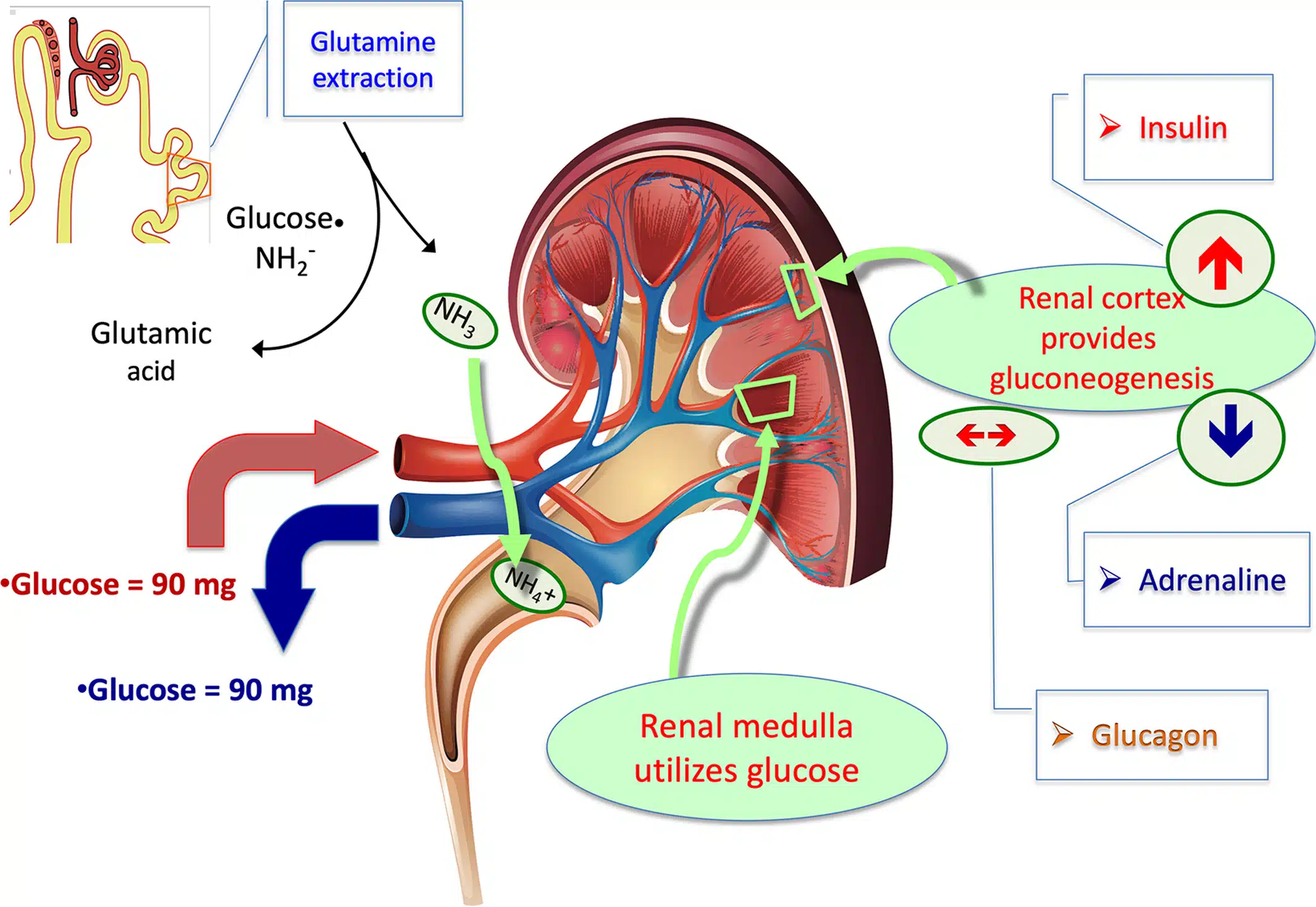 <strong>Diabetes & its Invisible Effects on the Kidneys and Brain</strong> - Asiana Times