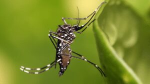 Zika Virus Outbreak