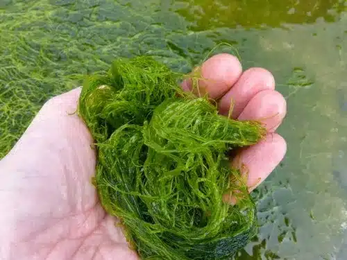 Seaweed