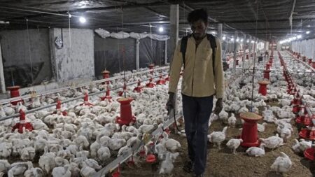 Avian Influenza (H5N1) detected in Ambalapuzha North, Kerala - Asiana Times