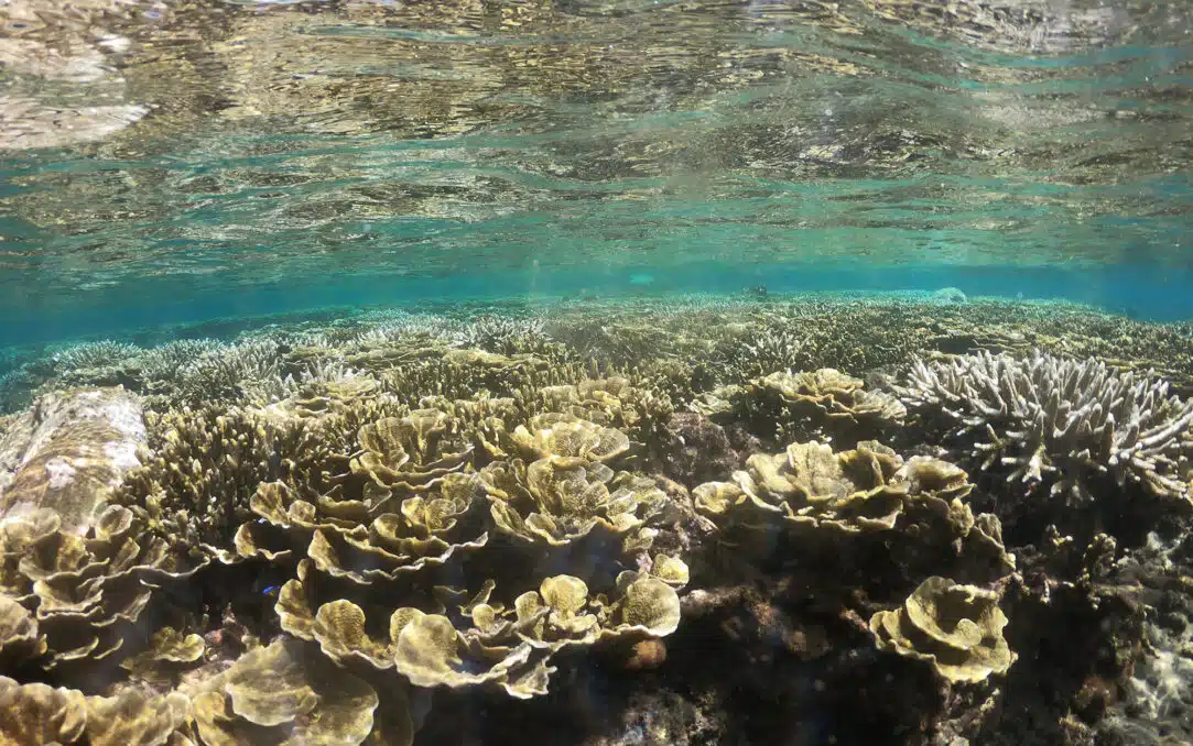 Coral Reefs- Yellow Band Disease