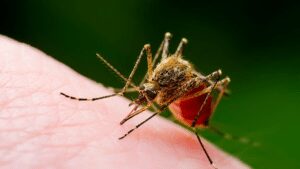 Mosquito causing zika virus