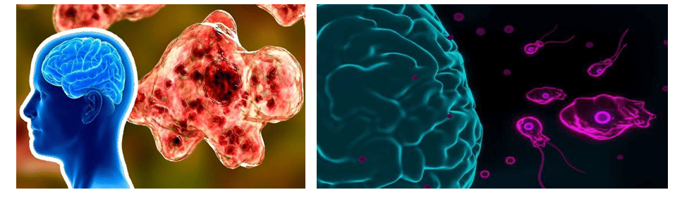 Illustration of brain eating amoeba